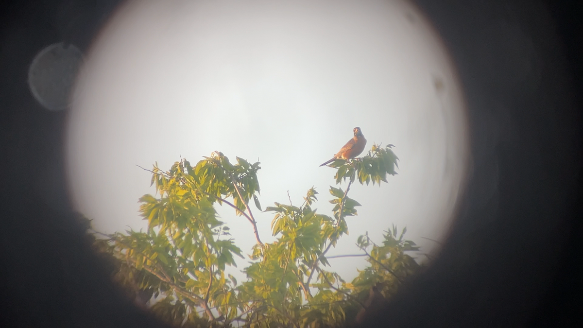 American Robin - ML639617098