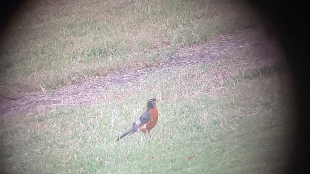 American Robin - ML639617099