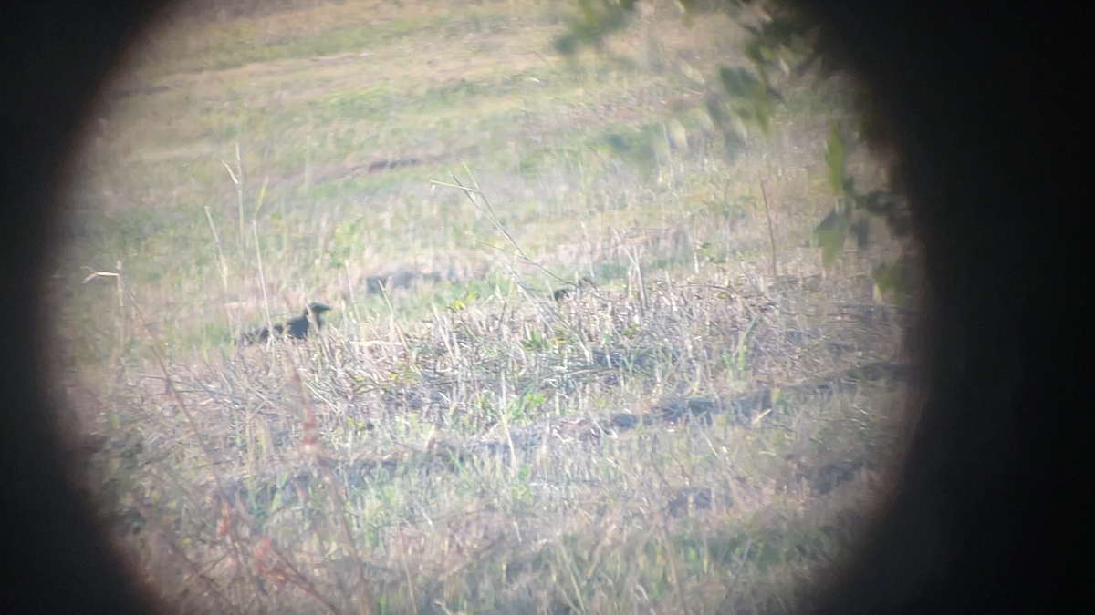 Great-tailed Grackle - ML639617114