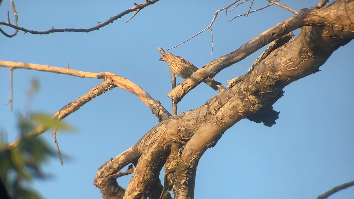 House Finch - ML639617123