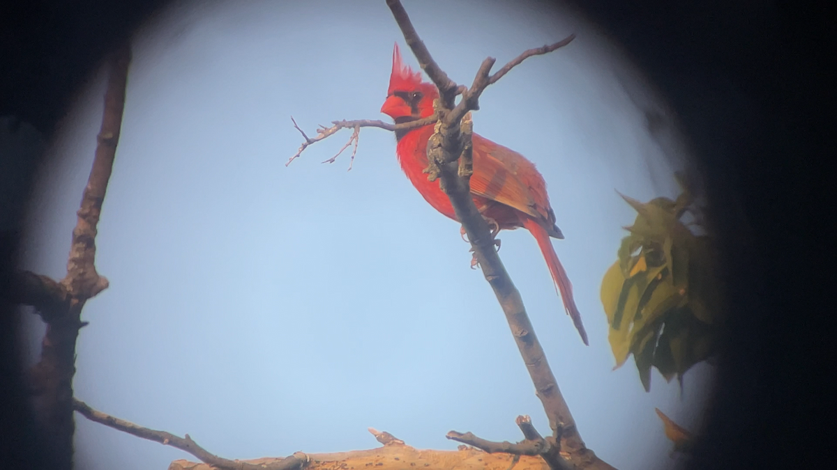 Northern Cardinal - ML639617144