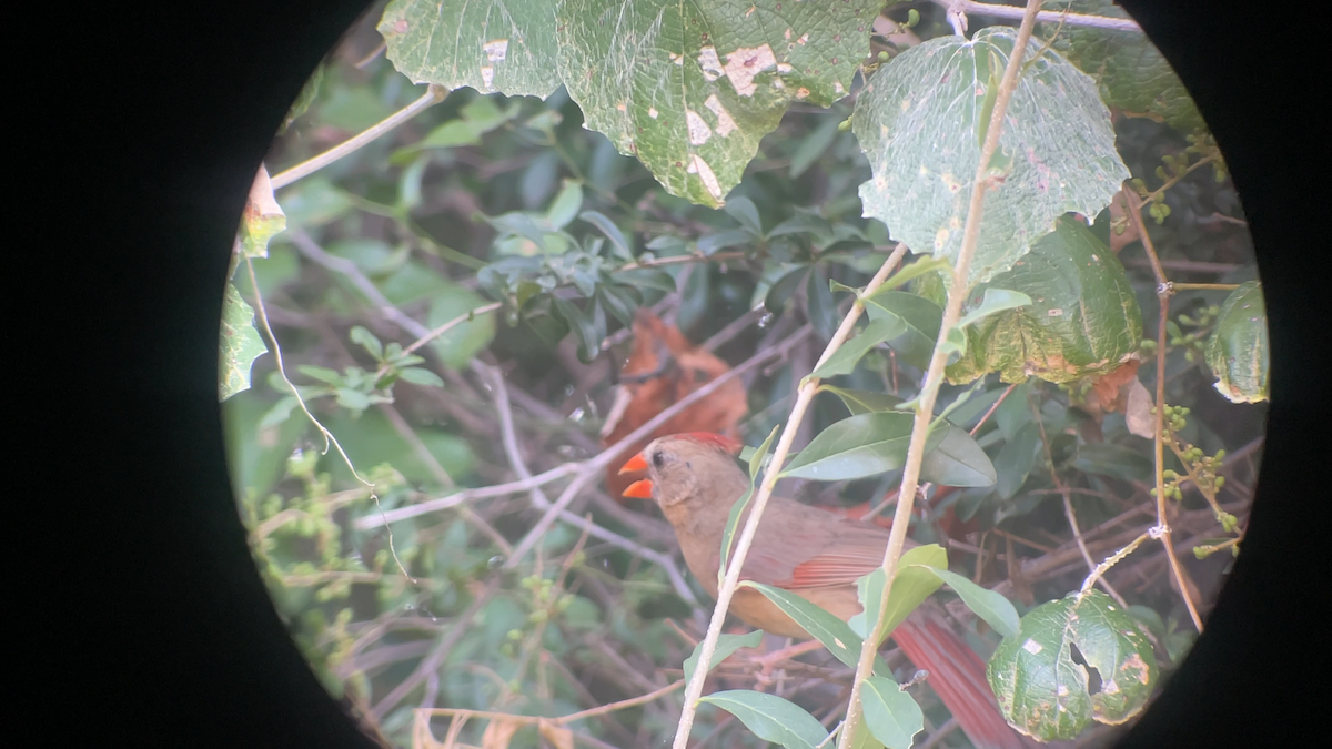 Northern Cardinal - ML639617146