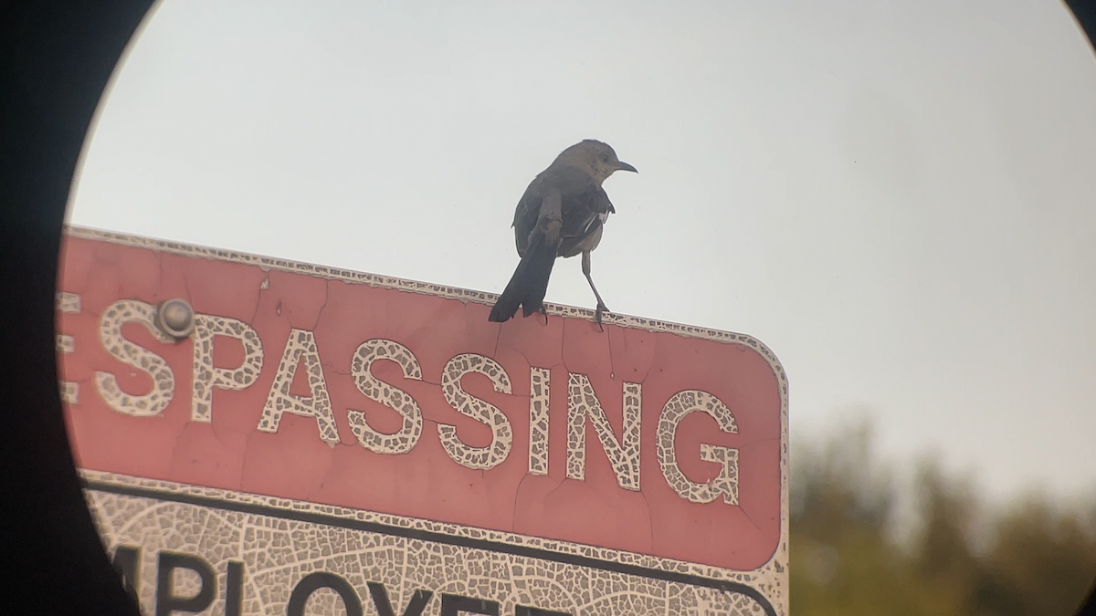 Northern Mockingbird - ML639617161