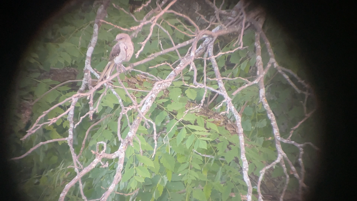 Northern Mockingbird - ML639617162