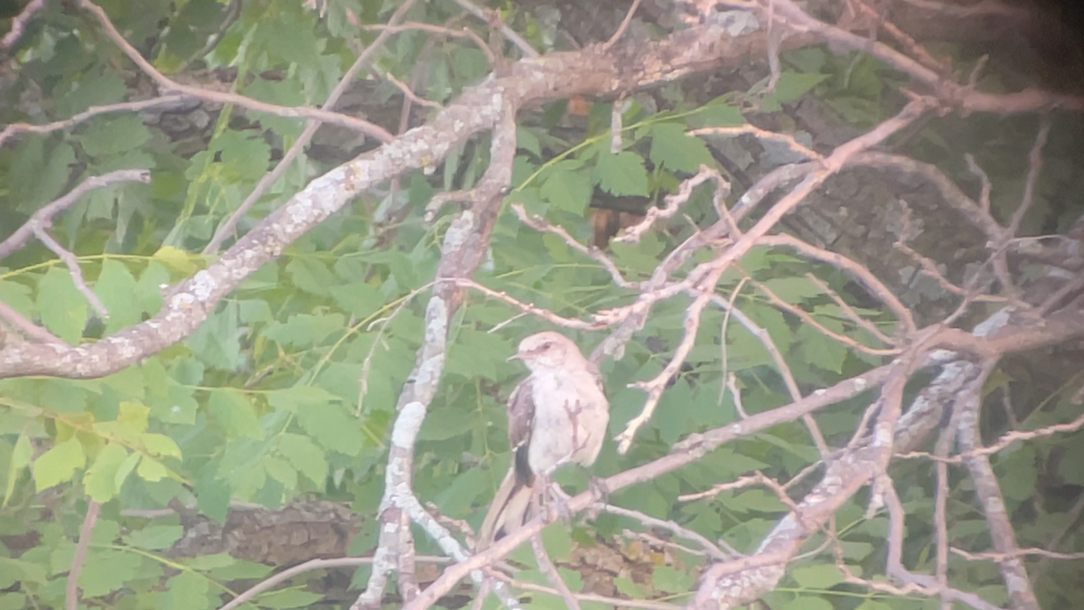 Northern Mockingbird - ML639617163