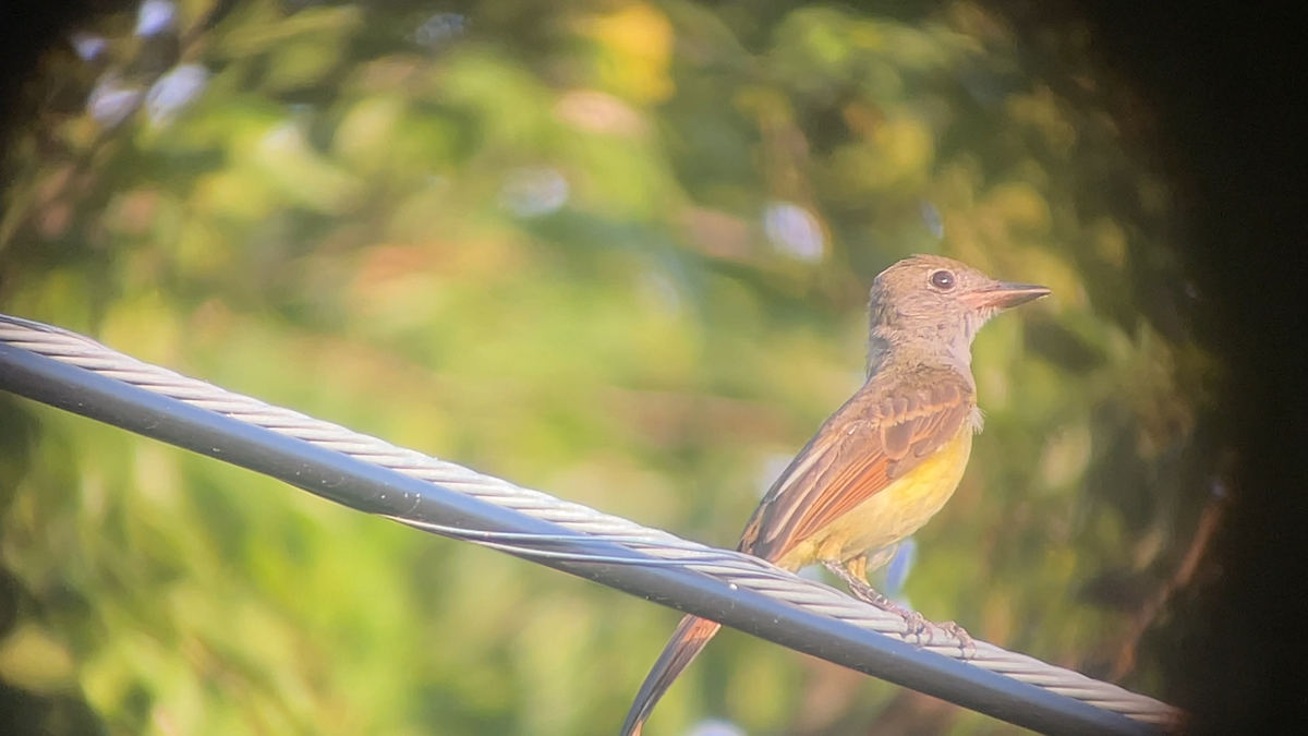 Great Crested Flycatcher - ML639617169