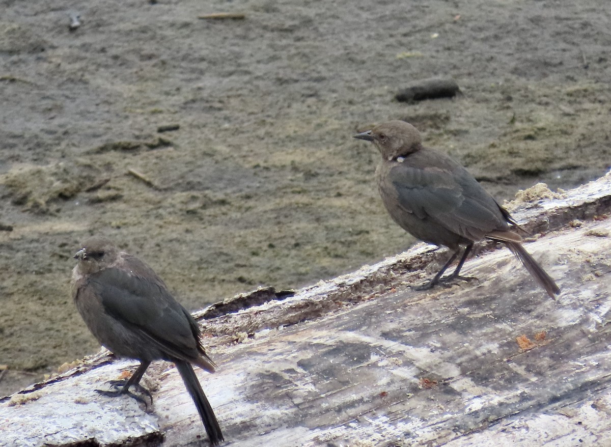Brewer's Blackbird - ML639617189