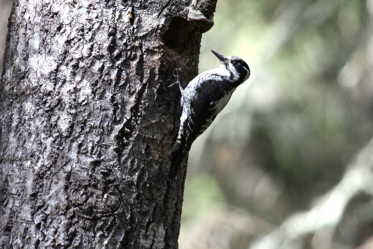 Eurasian Three-toed Woodpecker (Eurasian) - ML639617231