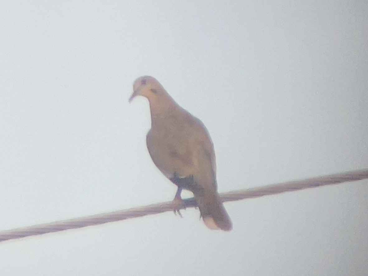 White-winged Dove - ML639617260