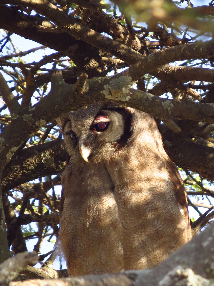 Verreaux's Eagle-Owl - ML639617274