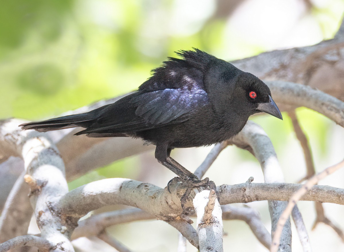 Bronzed Cowbird - ML639617303