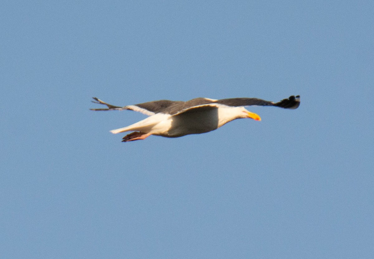 Western Gull - ML639617365