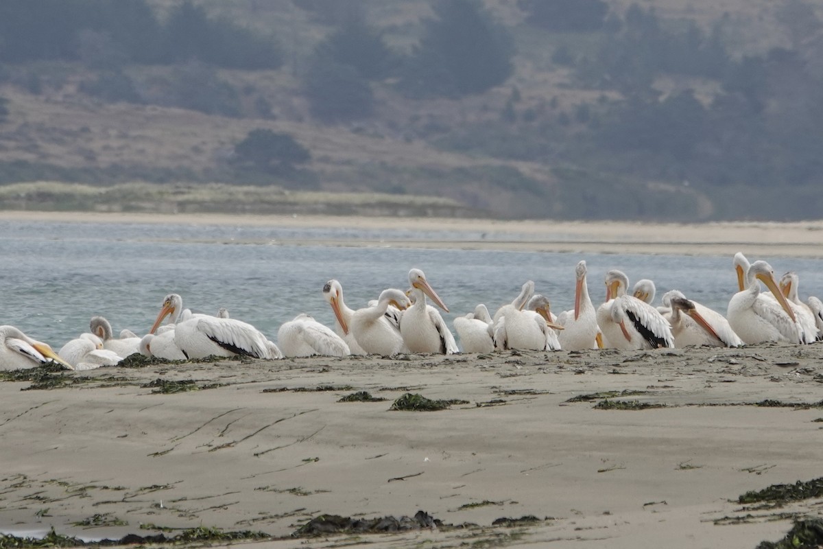 American White Pelican - ML639617428