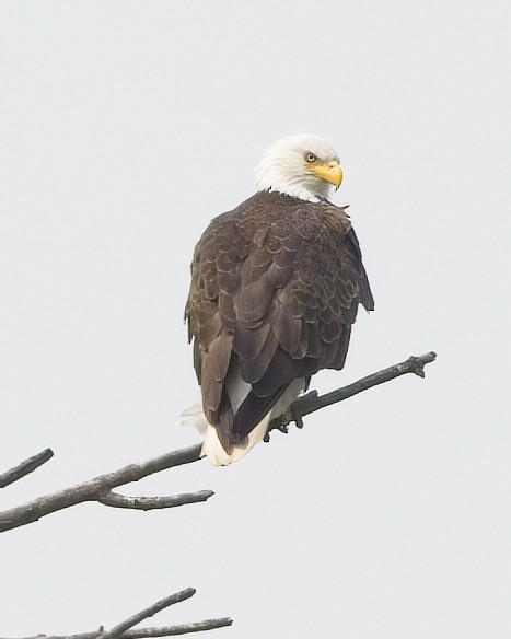 Bald Eagle - ML639617439