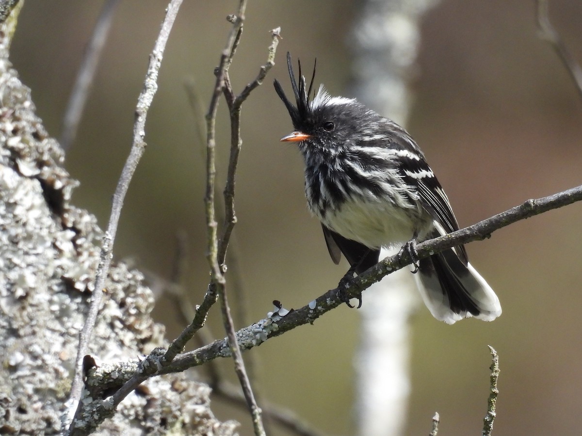 Black-crested Tit-Tyrant - ML639617453