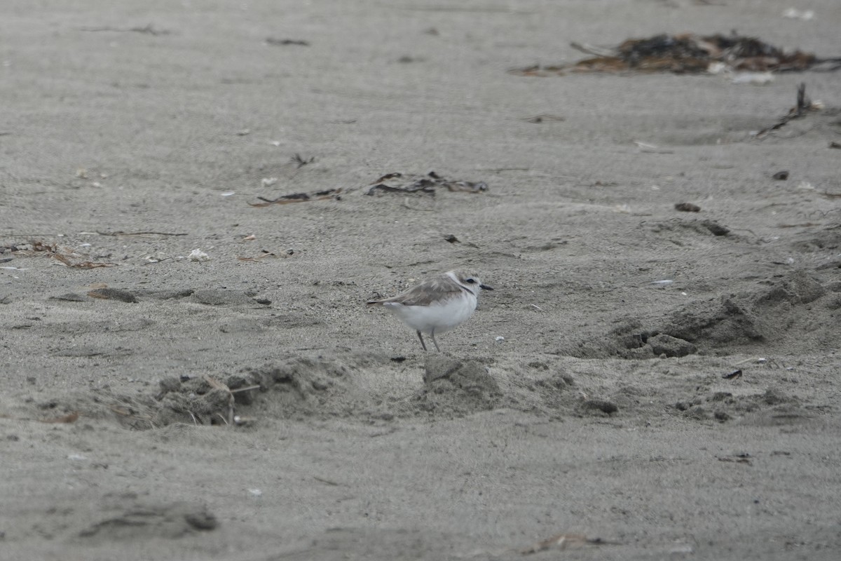 Snowy Plover - ML639617520