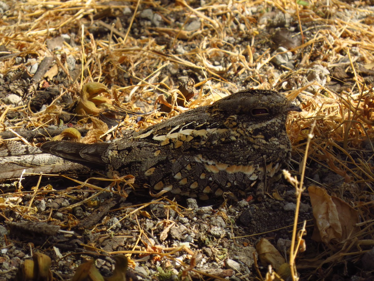 Slender-tailed Nightjar - ML639617534