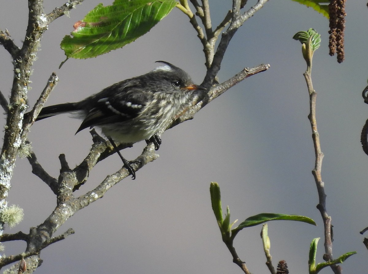 Black-crested Tit-Tyrant - ML639617537