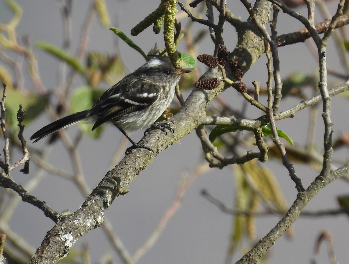 Black-crested Tit-Tyrant - ML639617538