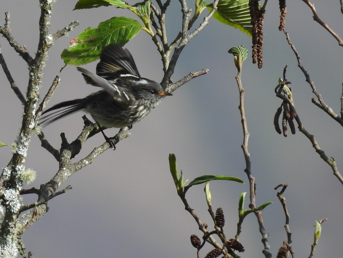 Black-crested Tit-Tyrant - ML639617539