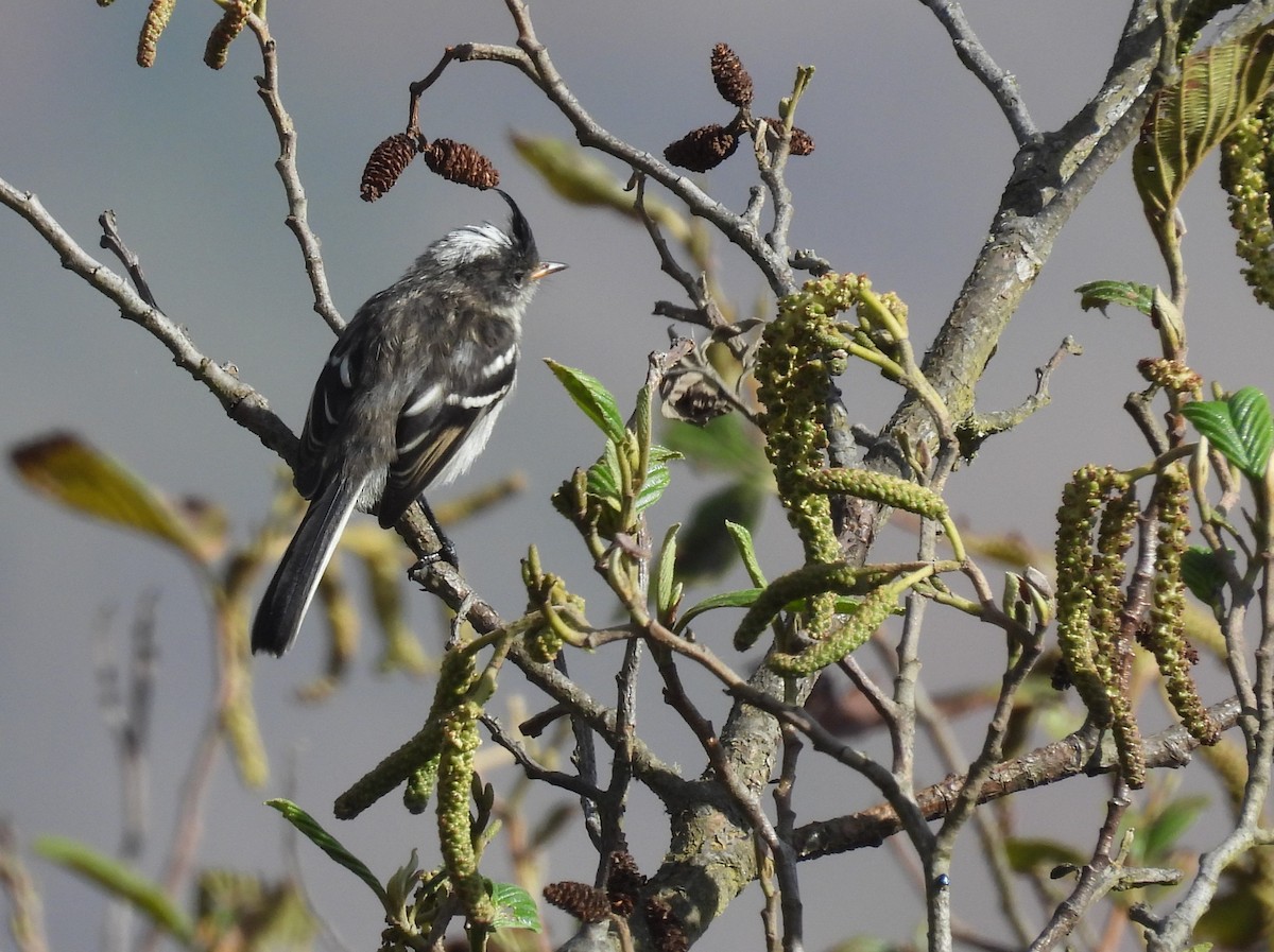 Black-crested Tit-Tyrant - ML639617540