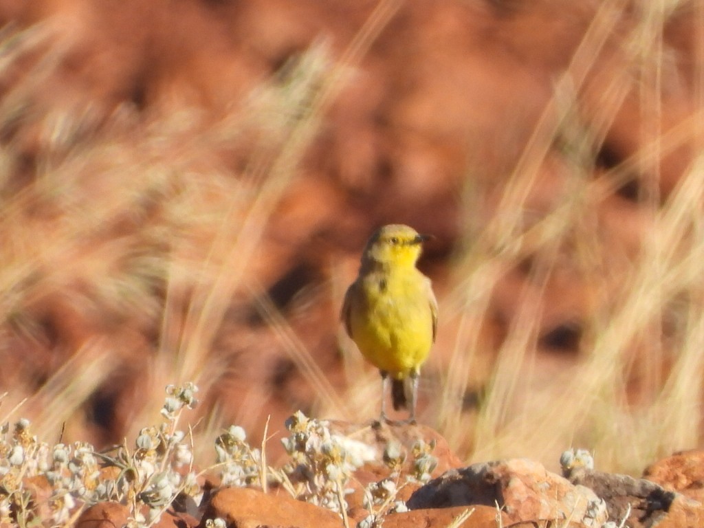 Gibberbird - ML639617554