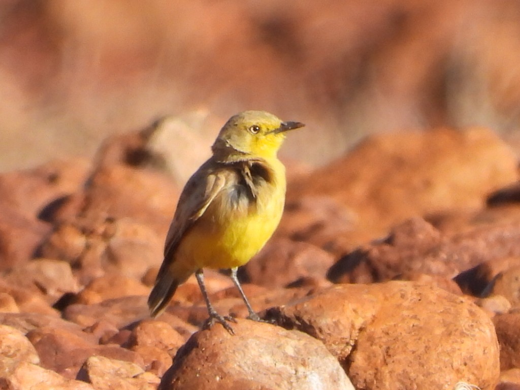 Gibberbird - ML639617555