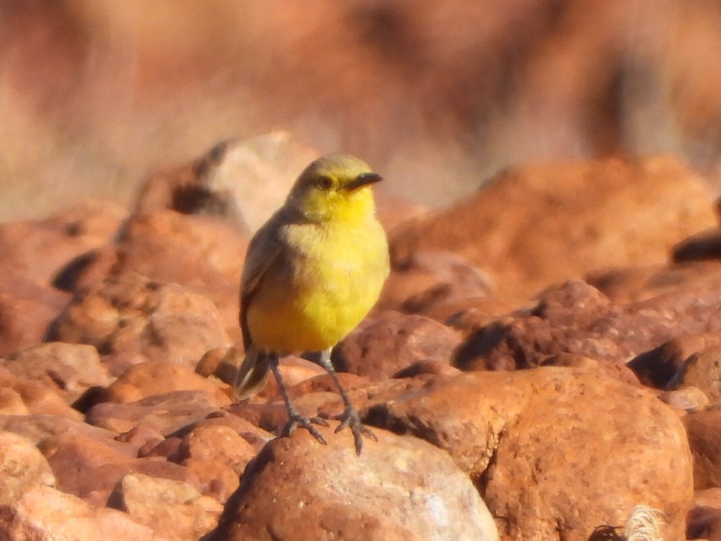 Gibberbird - ML639617556