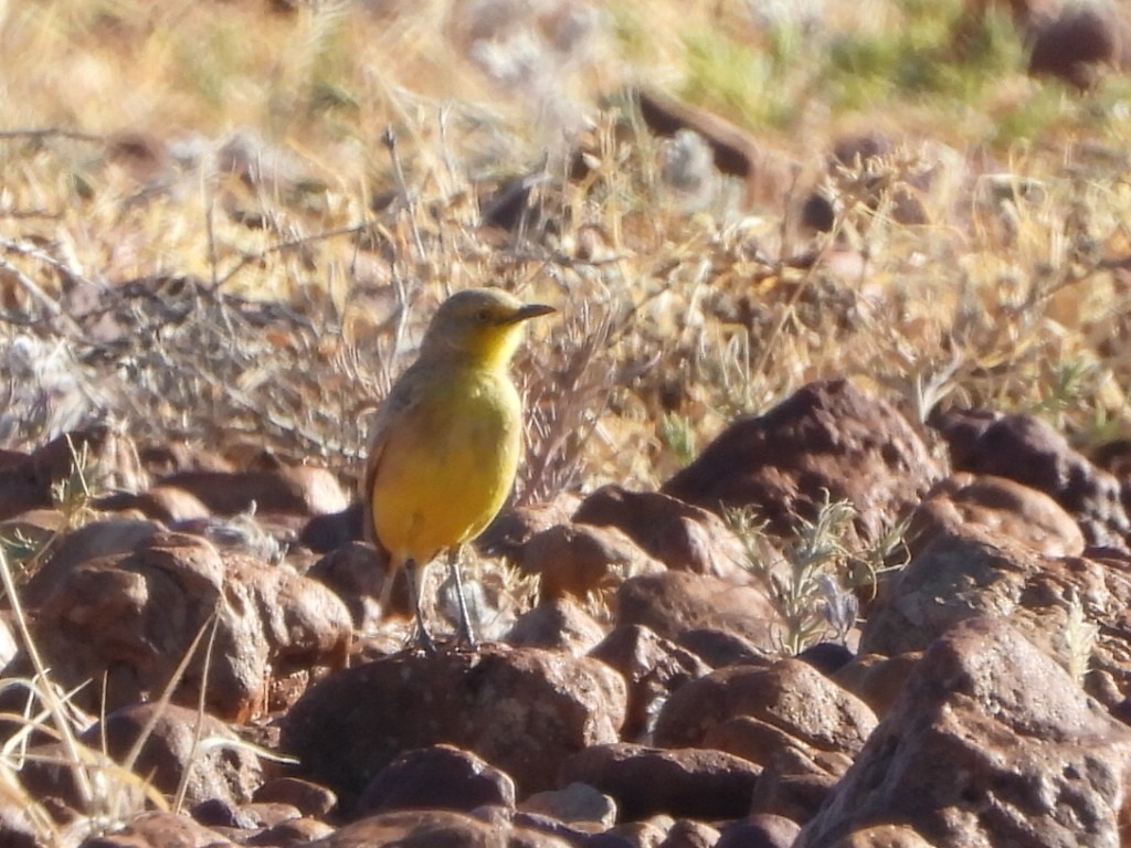 Gibberbird - ML639617557