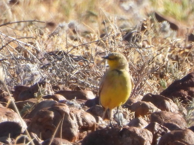 Gibberbird - ML639617558