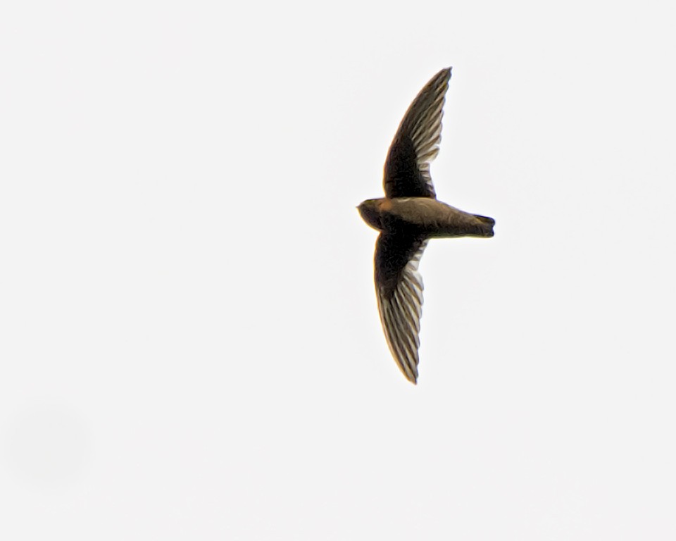 Chestnut-collared Swift - ML639617562