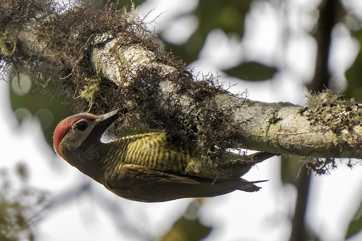 Golden-olive Woodpecker - ML639617567