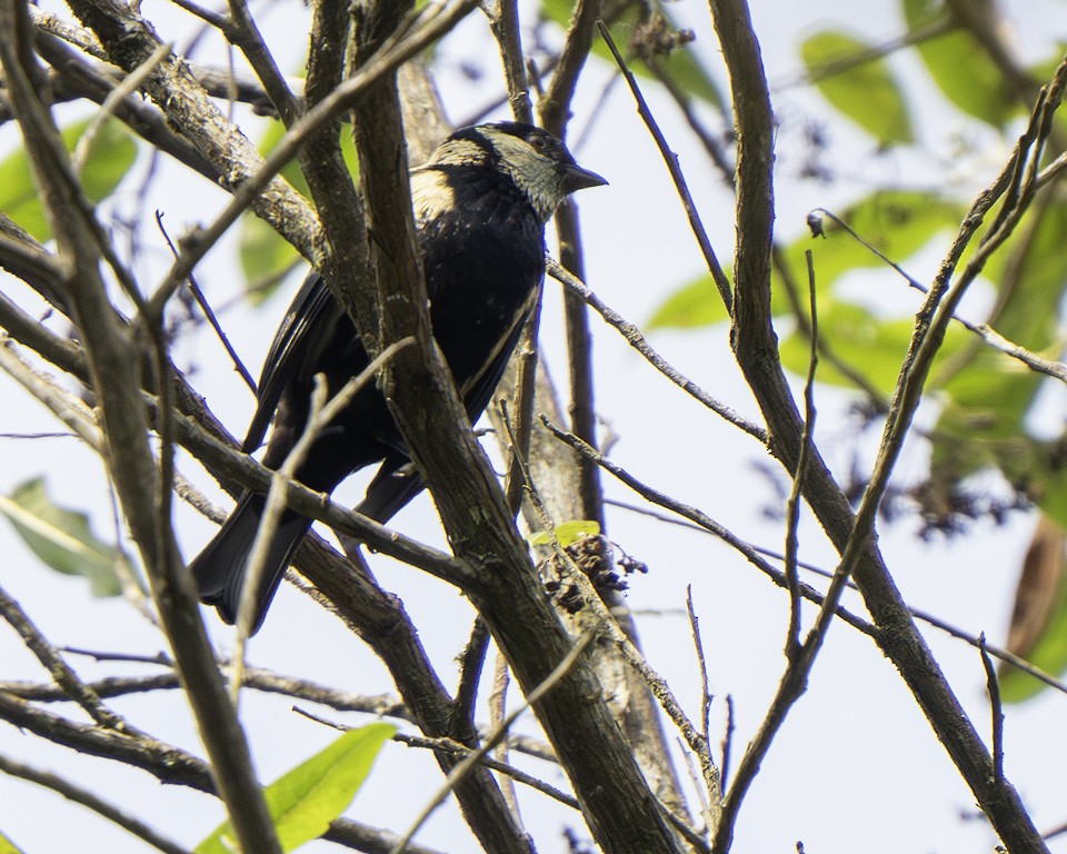 Green-throated Tanager - ML639617582