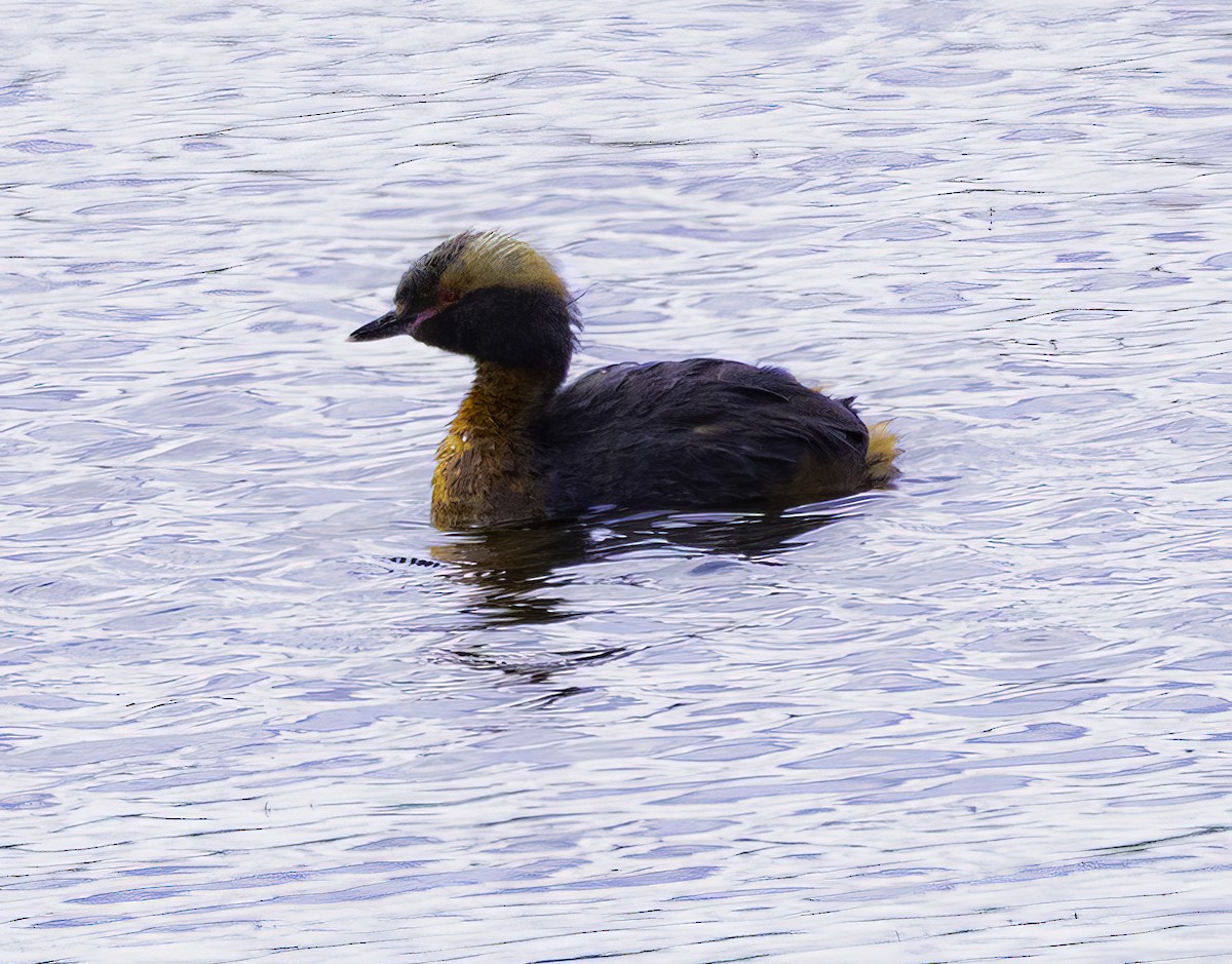 Horned Grebe - ML639617646