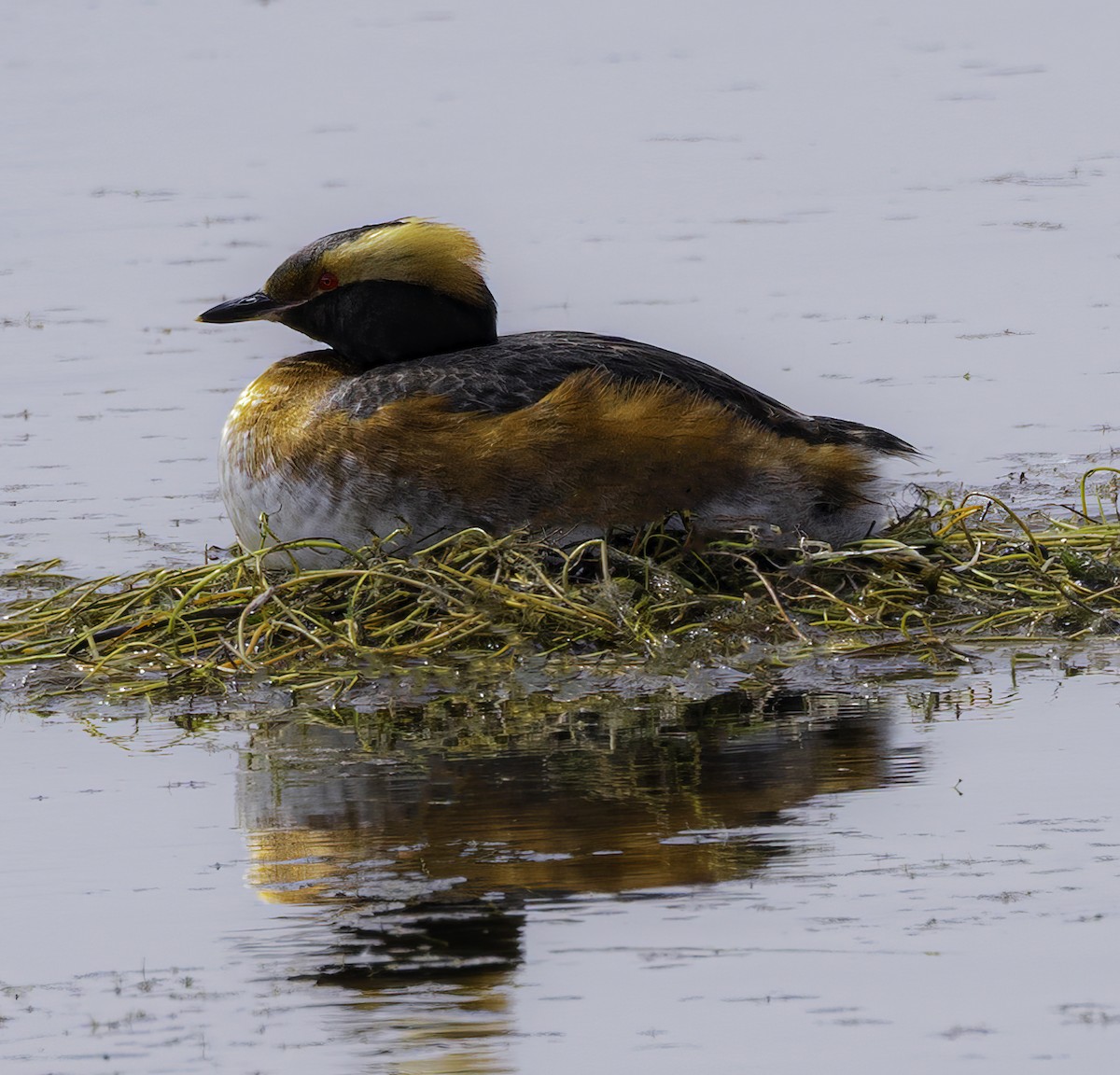 Horned Grebe - ML639617660