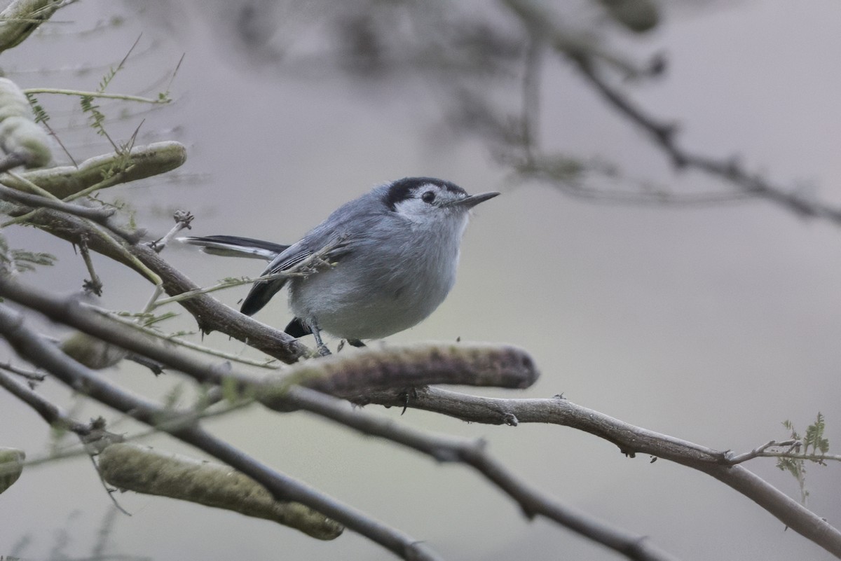 White-browed Gnatcatcher - ML639617686