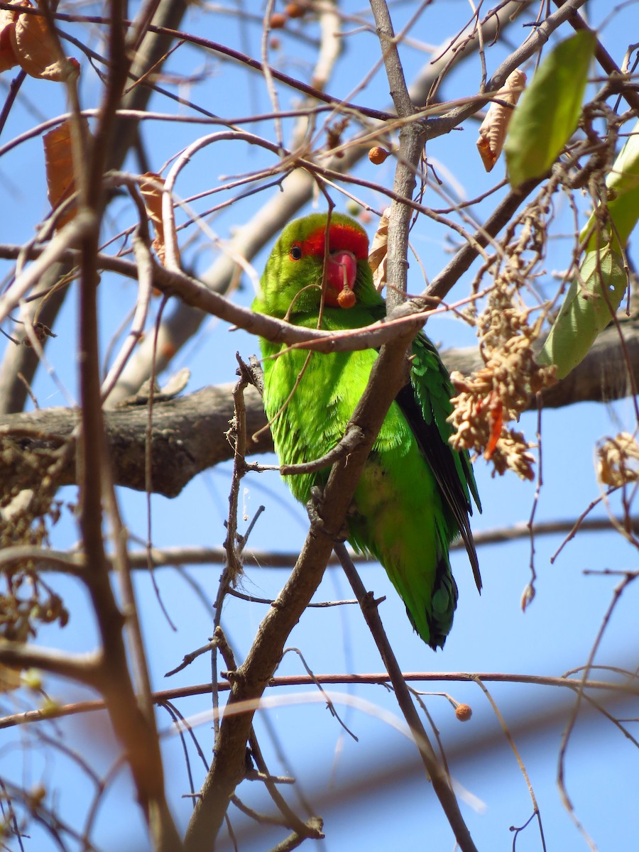 Black-winged Lovebird - ML639617689