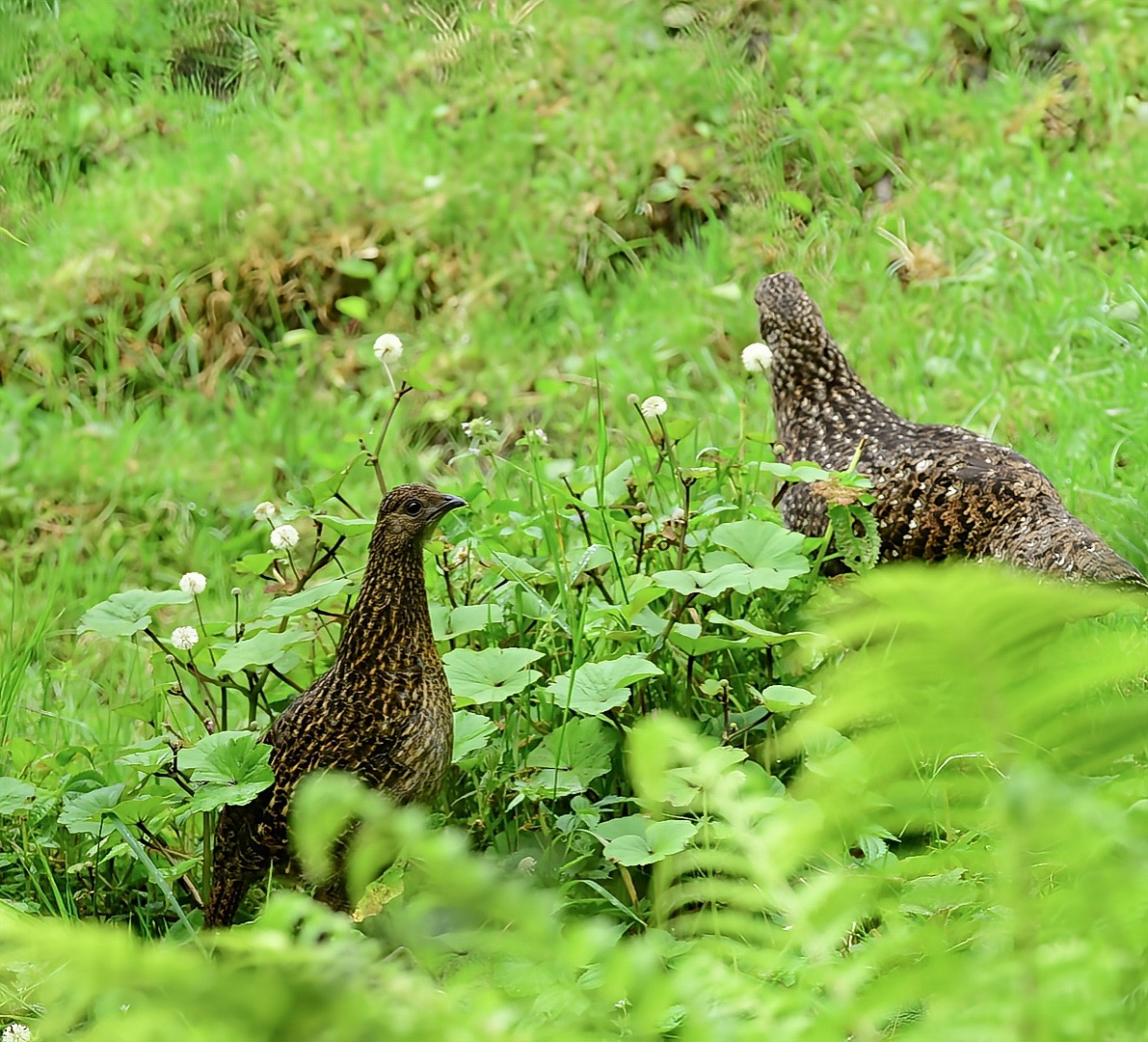 Blyth's Tragopan - ML639617702