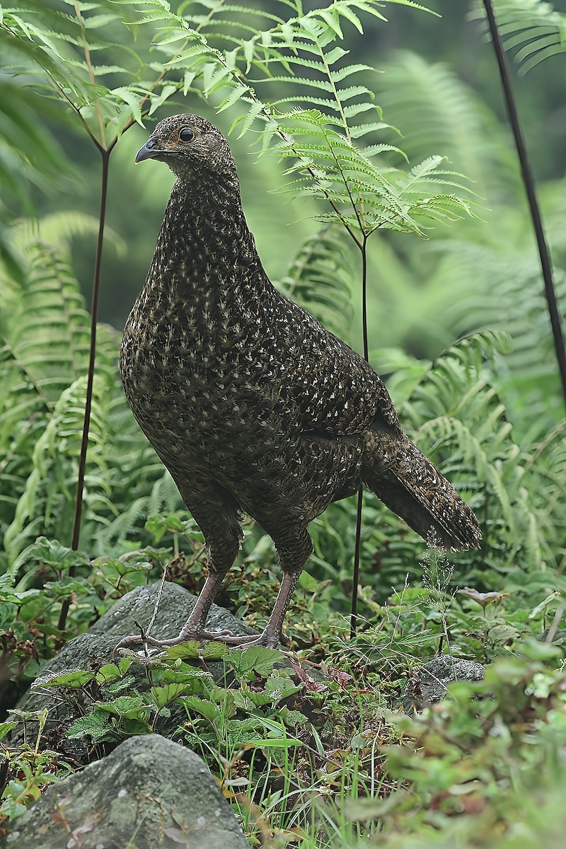 Blyth's Tragopan - ML639617703