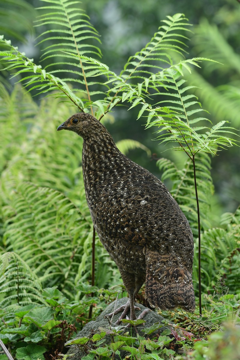 Blyth's Tragopan - ML639617704
