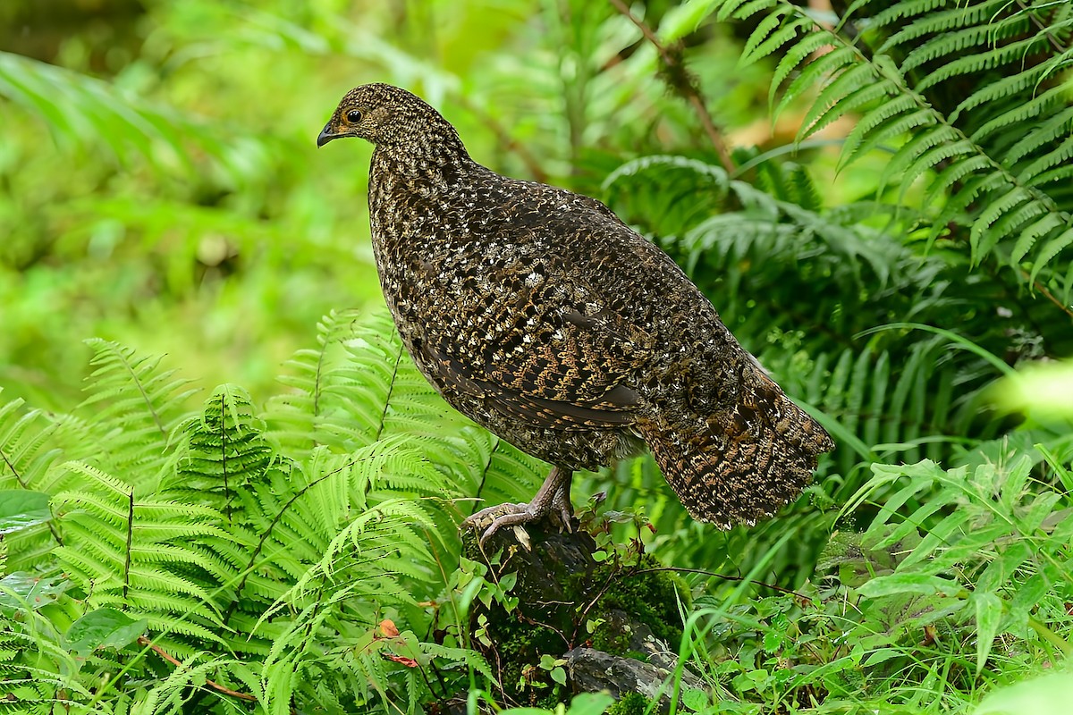 Blyth's Tragopan - ML639617705