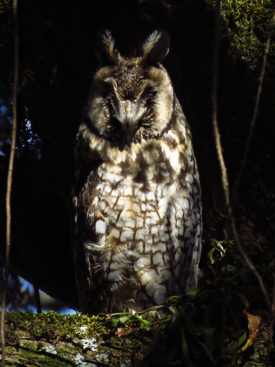Abyssinian Owl - ML639617719