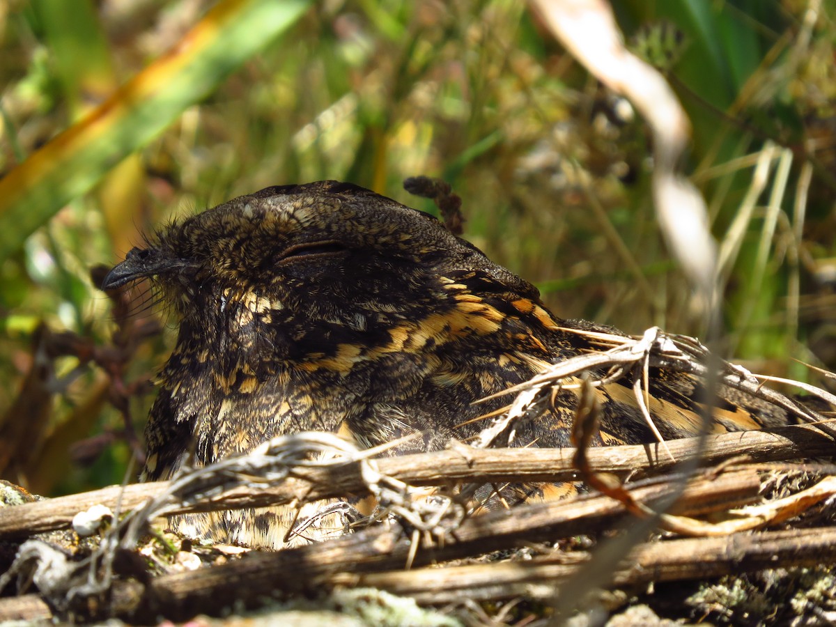 Engoulevent d'Abyssinie (poliocephalus) - ML639617729
