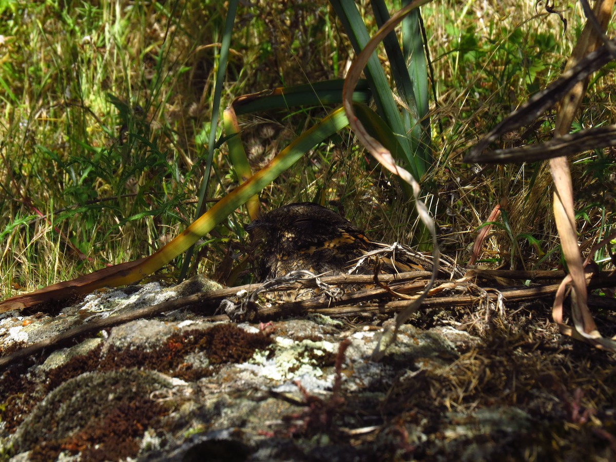 Engoulevent d'Abyssinie (poliocephalus) - ML639617730