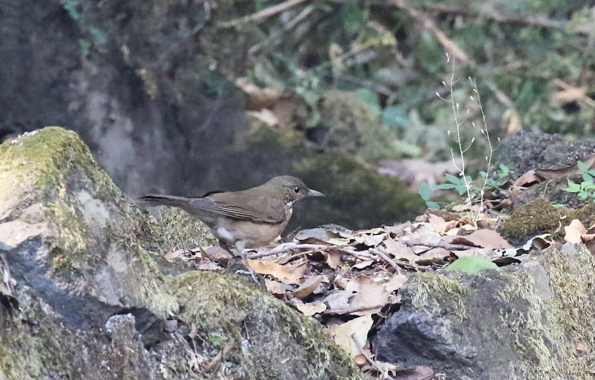 White-throated Thrush - ML639617764
