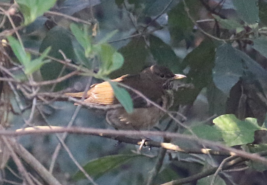 White-throated Thrush - ML639617779