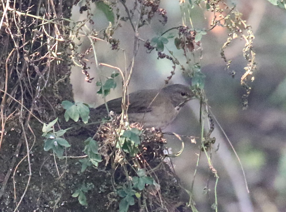 White-throated Thrush - ML639617782