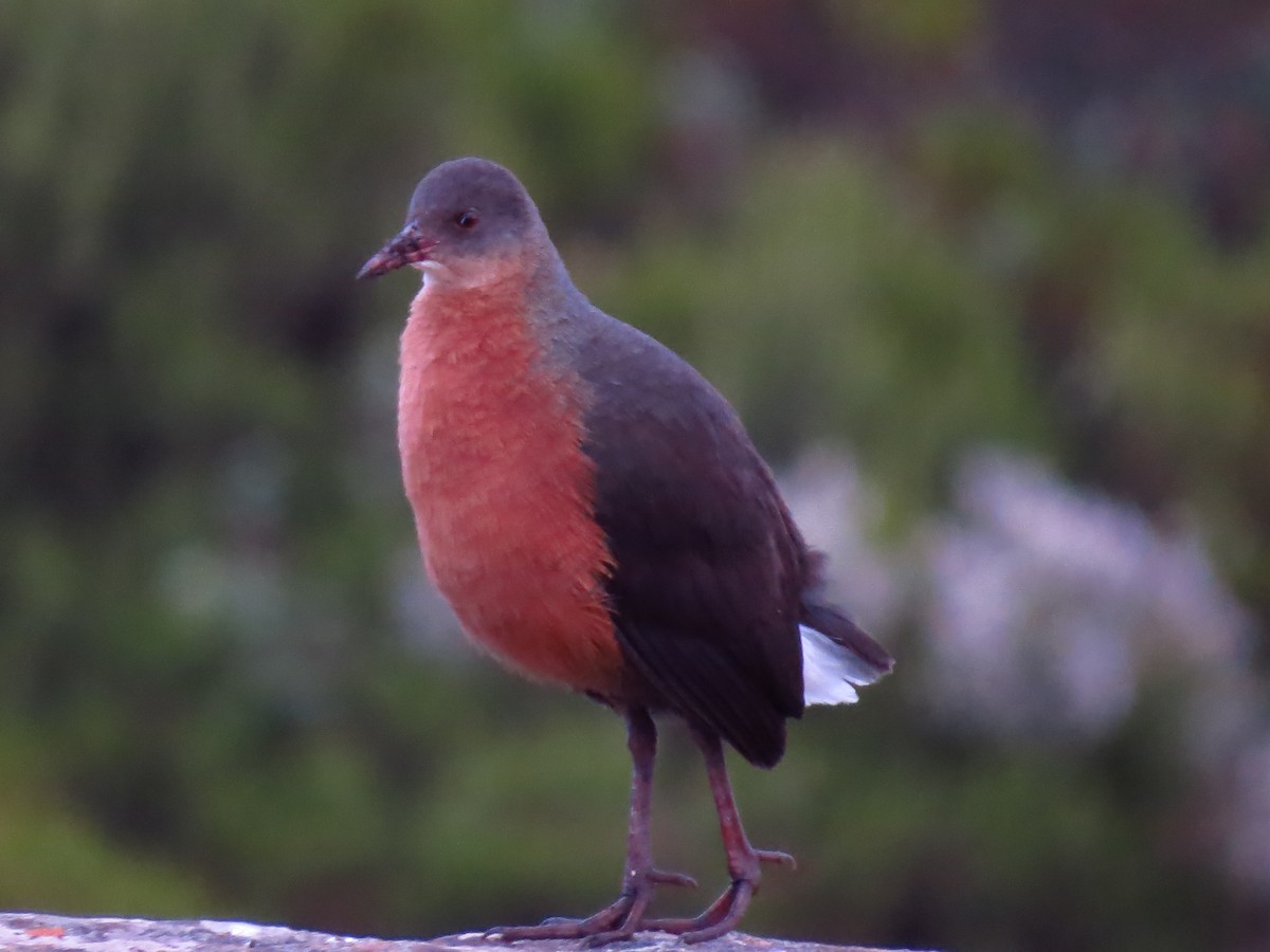 Rouget's Rail - ML639617793