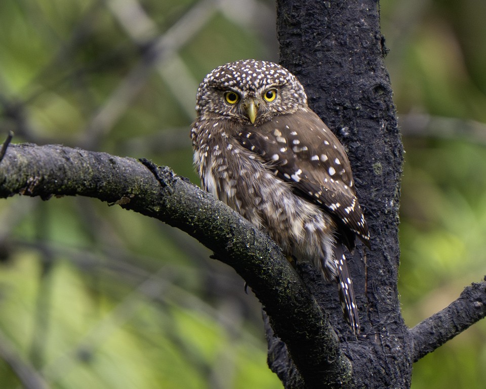 Yungas Pygmy-Owl - ML639617806