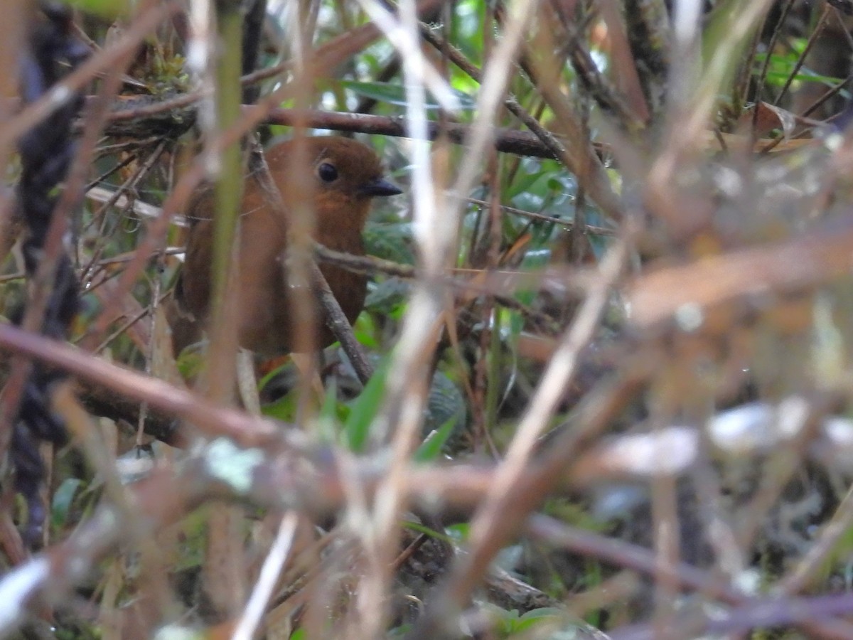 Chachapoyas Antpitta - ML639617825